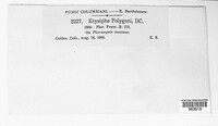 Erysiphe polygoni image
